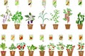 Set of of different vegetable plants with fruits in flower pots and open sachet with seeds